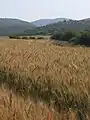 wheat field