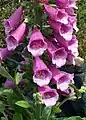Foxglove
