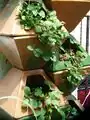 Strawberries in a series of stacked open face potted planters
