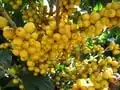 Yellow coffee fruits