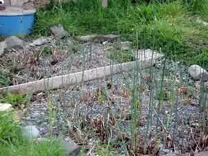 Fig 12: Nuevas plantas.