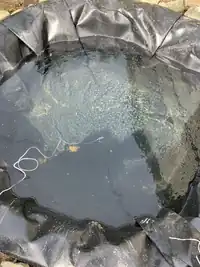 Image 5. No sun-- or full shade.