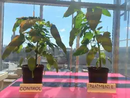 Optimizing Agrivoltaic Shading for Climate-Resilient Crop Production: Amaranth Performance Under Current and Future Climatic Scenarios