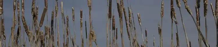 Photo courtesy of Dustin Poppendieck