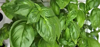 Technoeconomic Analysis of Indoor Basil Cultivation in Agrivoltaic Agrotunnels with Optimized Near-Zero Energy Systems