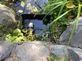 Float Valve to keep the pond from over filling