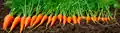Carrots