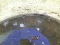 Figure 11 - Bacterial growth, white clumps, in the surge tank due to standing water, 72 hours after marsh was closed. Photo by Ben Stern