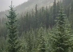 Yield and Toxin Analysis of Leaf Protein Concentrate from Common North American Coniferous Trees