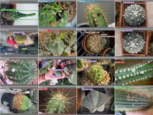 Open source disease analysis system of cactus by artificial intelligence and image processing