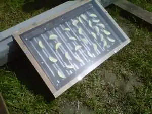 Tear the Roof offDry sliced apples in 18 hours of sunlight with this legless solar dehydrator