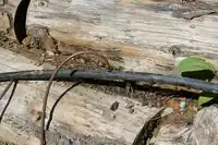 Figure 6: The lateral lines branch off the main water line and are designed to deliver water to individual plants.[1]