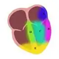 Figure 8. A) High Lateral B) Lateral C) Anterior D) Septal E) Inferior. Not shown: Posterior.