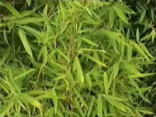 Fargesia Murieliae Simba