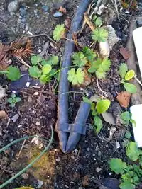 Figure 4: The hose clamp used for the gravity fed drip system.[1]