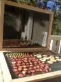 Inside the dehydrator with fruit and vegetables