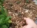 Fig 4: Add a two-inch layer of mulch to the spiral while keeping a several inch radius of no mulch around each plant.