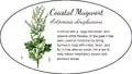 Coastal Mugwort