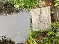 Small piece of metal mesh material in pond