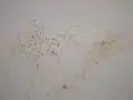 Close up of dirty gallery/classroom walls we had to clean