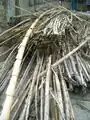 Fig 1a: Carizo, a type of bamboo, bundled together for easy transport