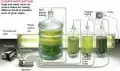 Algae Culture at Home