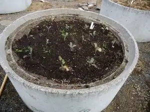 Figure 9 View of Planter (Photo by: K. Vincent)