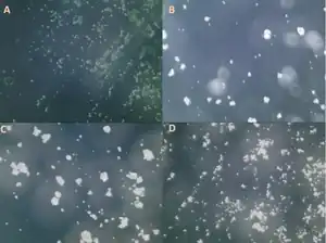 Towards Sustainable Protein Sources: The Thermal and Rheological Properties of Alternative Proteins