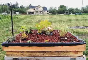 Bayside Park Farm living roof garden roof to Bayside's new animal hutch