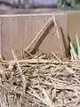 sprouting in straw wall