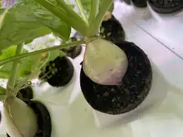 Effects of Spectral Ranges on Growth and Yield in Vertical Hydroponic–Aeroponic Hybrid Grow Systems for Radishes and Turnips