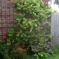 Trellis against a wall with honeysuckle climbing up