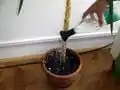 Watering Rose for Plastic Bottle with Threads