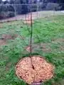 A Peach tree which was eaten by wildlife before reaching maturity